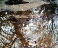 An autumnal puddle last Sunday