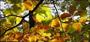 Autumnal hues, no less, at the Blue Pool